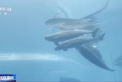 流年正月财运:免费在线测算www.jixiangqiming.vip：-长江十年禁渔“期中卷”成绩亮眼全流域鱼类资源总体恢复明显