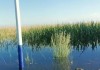 积水快高过玉米！内蒙古一县水位上涨村民求助，当地：上游水库水量太大，正全力抢救