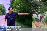 国道上多人“偶遇”同一东北虎，国家公园如何守住人虎安全边界？