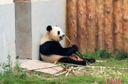 （走进中国乡村）清凉秦岭藏商机“熊猫经济”激活山水价值