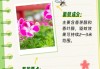 黄水晶催姻缘:测算塔罗占卜www.jixiangqiming.vip：-这些植物是驱蚊“小能手”，养一盆赶跑蚊子｜安全贴心话