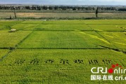 治水兴水看新疆丨稻田上绘就乡村振兴新画卷